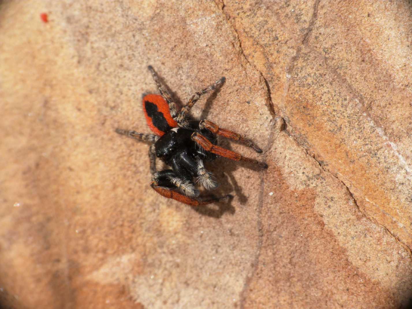 Carrellata di Phylaeus chrysops
